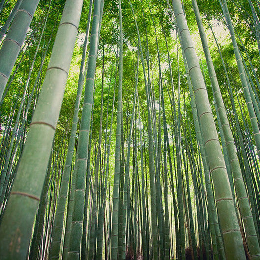 A bamboo forest